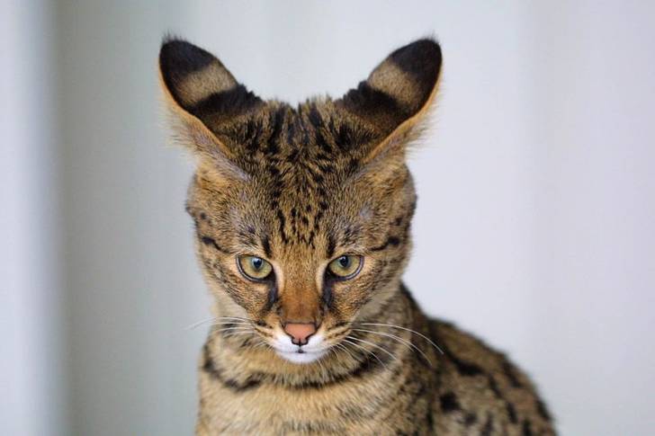 Un Savannah avec les oreilles dressées 