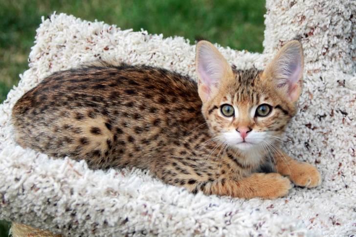 Un jeune Savannah allongé sur un arbre à chat