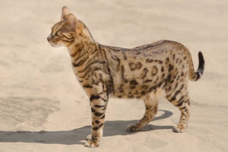 Un Savannah se tenant debout au soleil