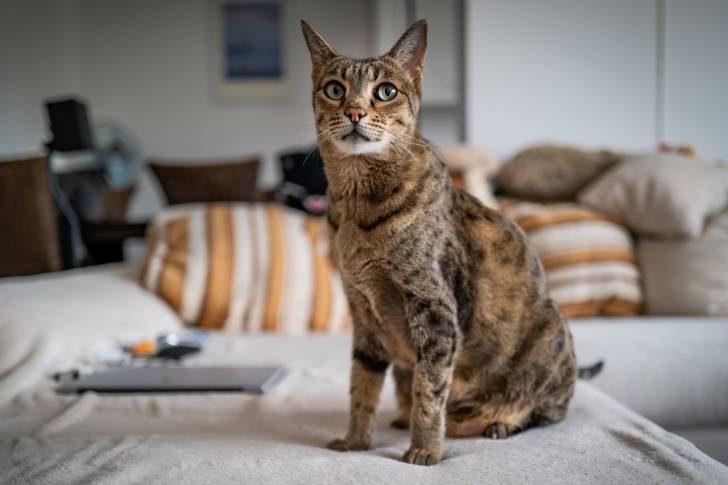 Un Savannah assis sur un canapé