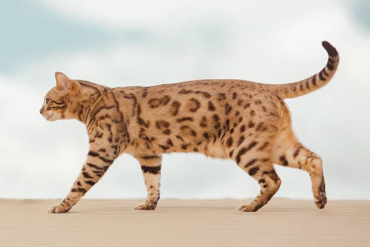 Un Savannah dans le désert 