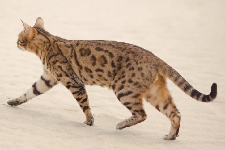 Un Savannah en train de marcher sur du sable