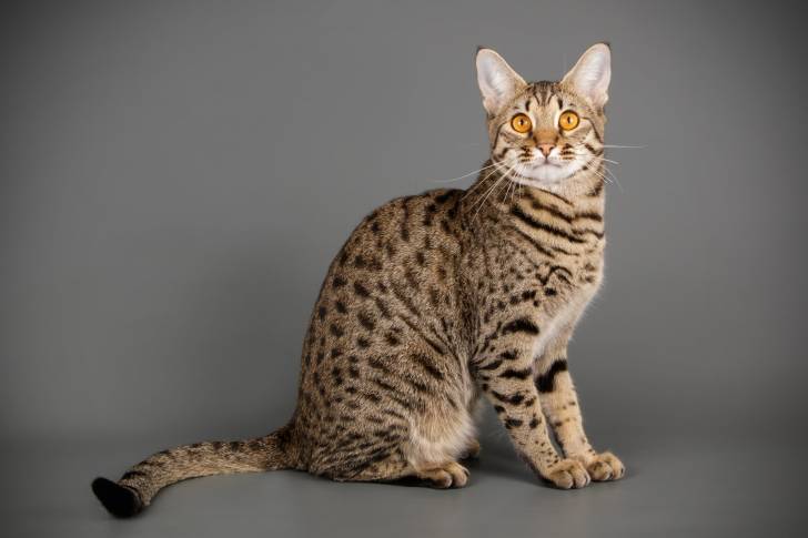 Un Savannah pendant une séance photo pour animal