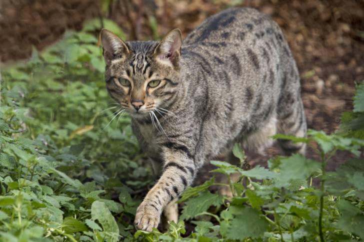 Un Savannah en train de se promener dans un jardin