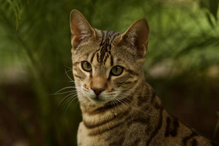 Un Savannah face à l'objectif