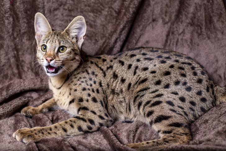 Un Savannah avec un pelage spotted tabby
