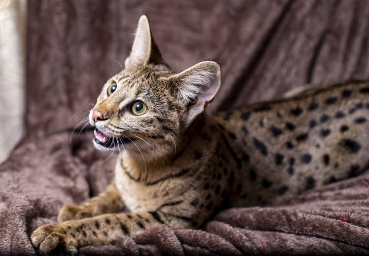Un Savannah allongé sur un divan