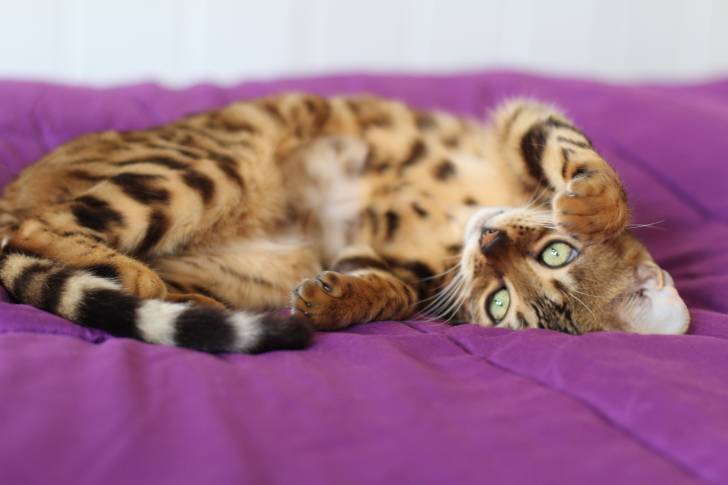 Un Savannah allongé sur le dos