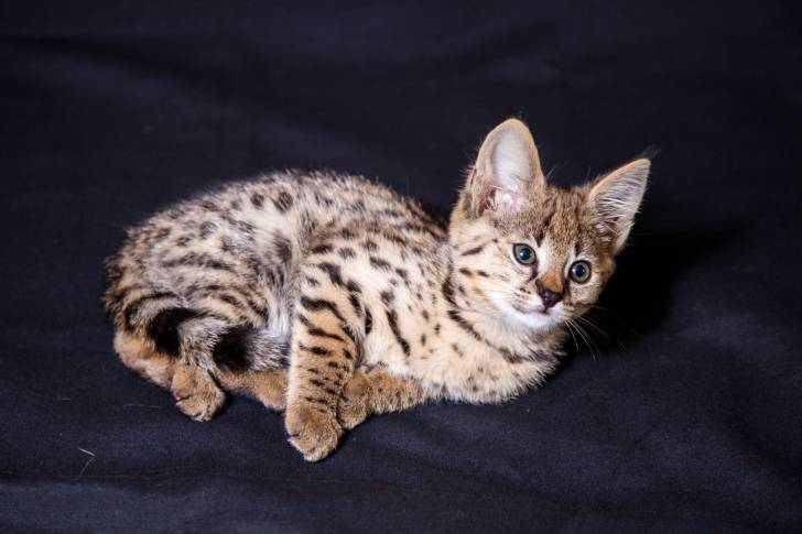 Un Savannah allongé sur des draps noir