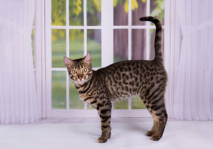 Un Savannah près d'une fenêtre