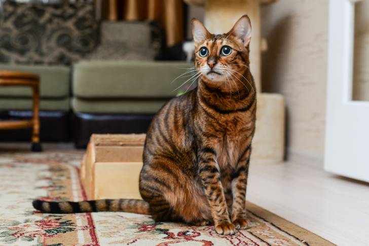 Un Savannah assis sur un tapis en intérieur 