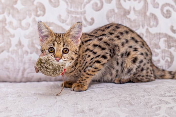 Un Savannah avec une souris en plastique dans la gueule