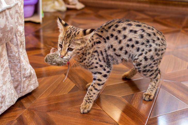 Un Savannah en train de jouer avec une fausse souris