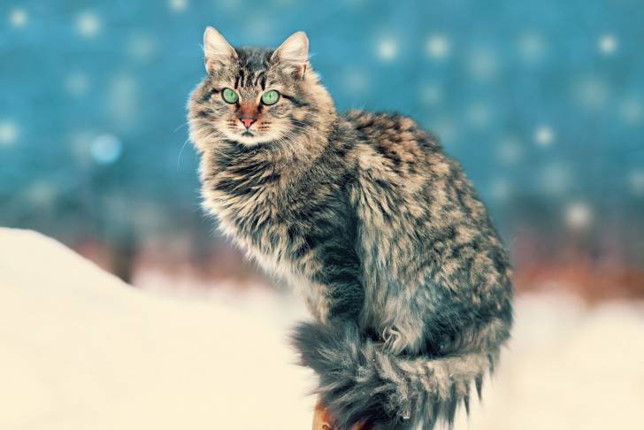 Un Sibérien assis dans la neige