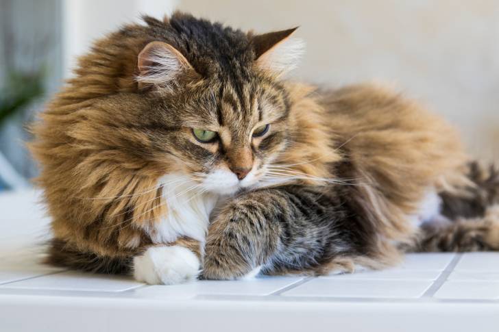 Un chat Sibérien tricolore allongé sur une table