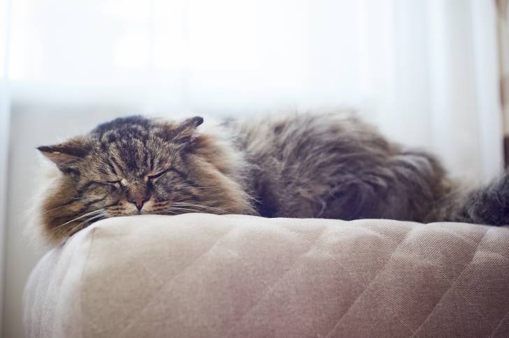 Un Sibérien allongé sur un sofa beige