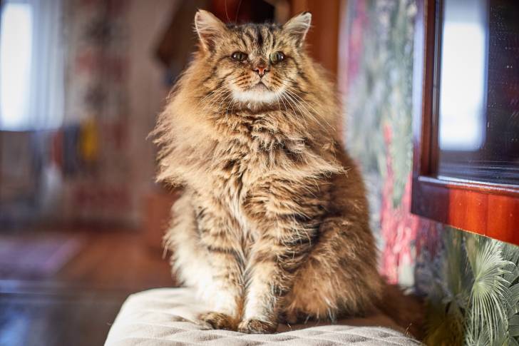 Un Sibérien assis sur un sofa