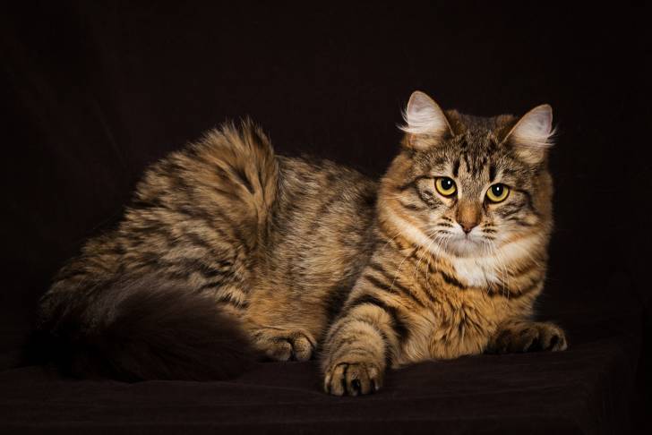 Photo Sibérien