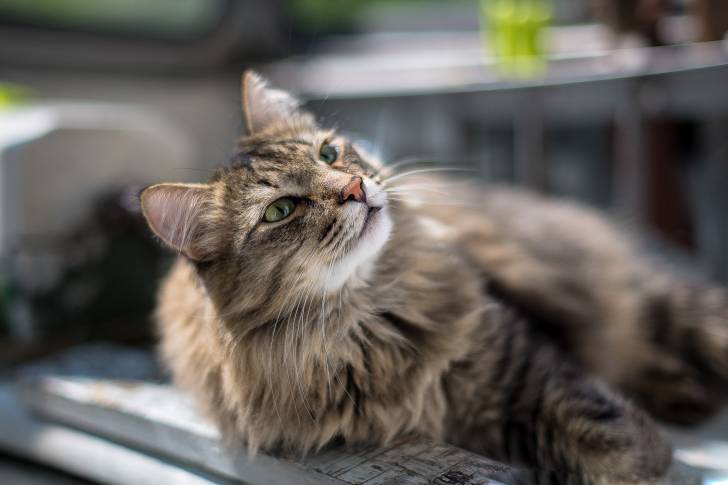 Un Sibérien allongé sur une planche en bois