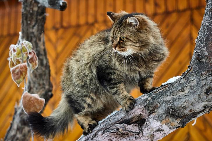 Un Sibérien en train de grimper dans un arbre