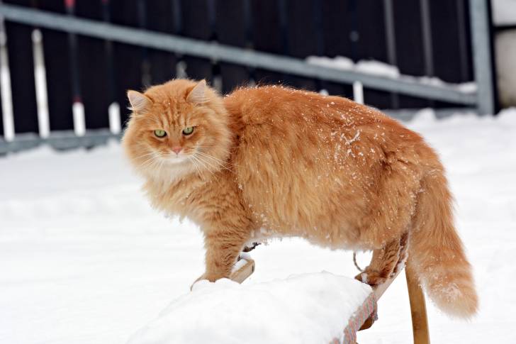 Un Sibérien roux en train de marcher sur la neige