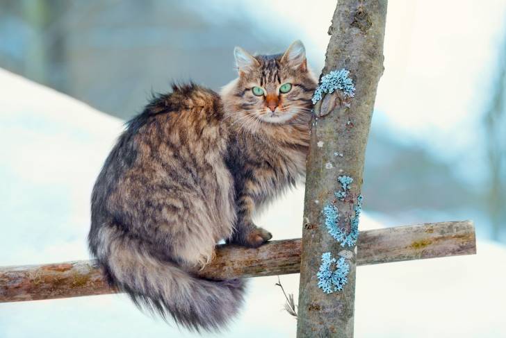 Un Sibérien assis sur une barrière en bois