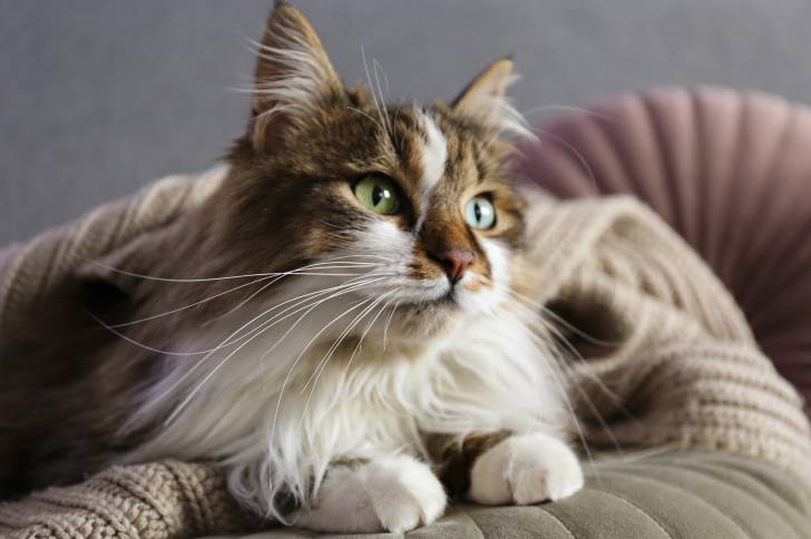 Un beau chat Sibérien allongé sous une couverture