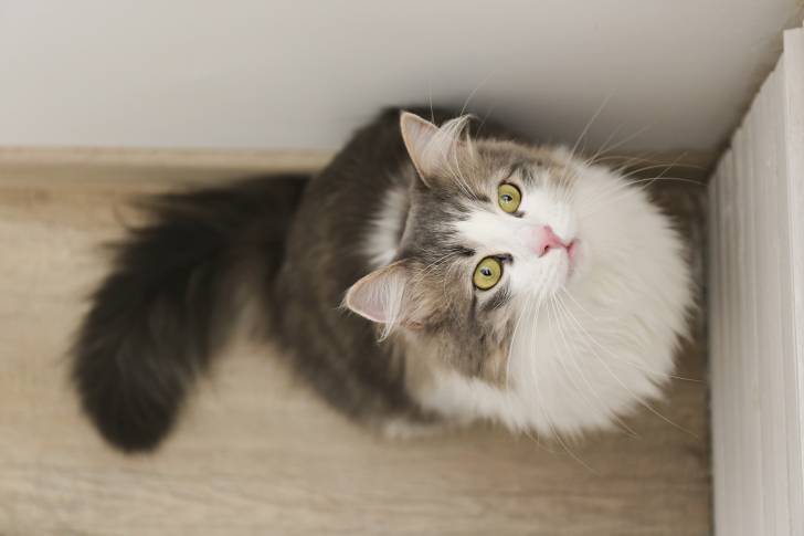 Un beau Sibérien blanc et gris aux yeux verts