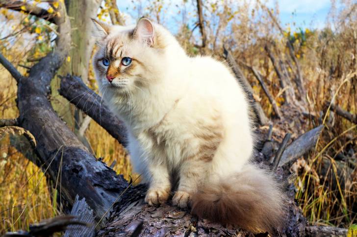 Un Sibérien assis sur un tronc d'arbre en pleine nature