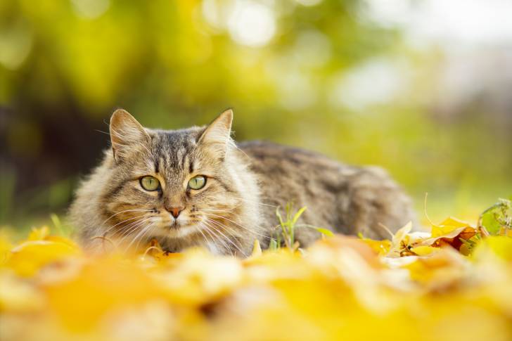 Un Sibérien allongé dans des feuilles d'automne