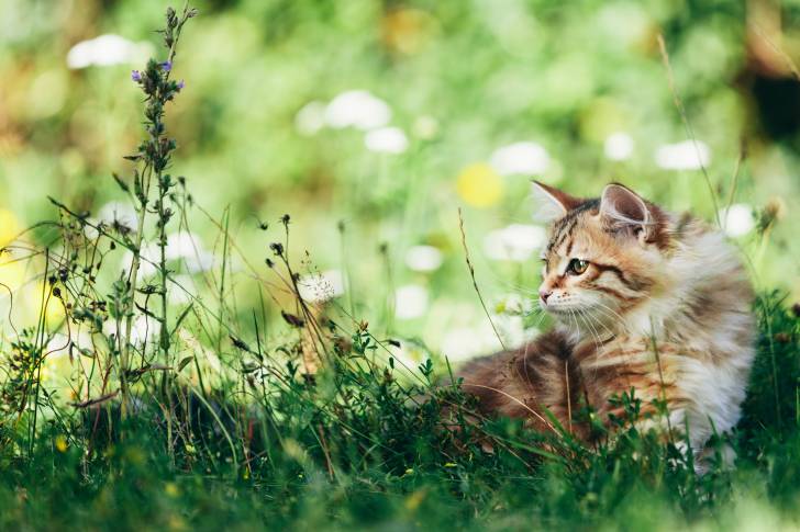Un Sibérien assis dans un parc