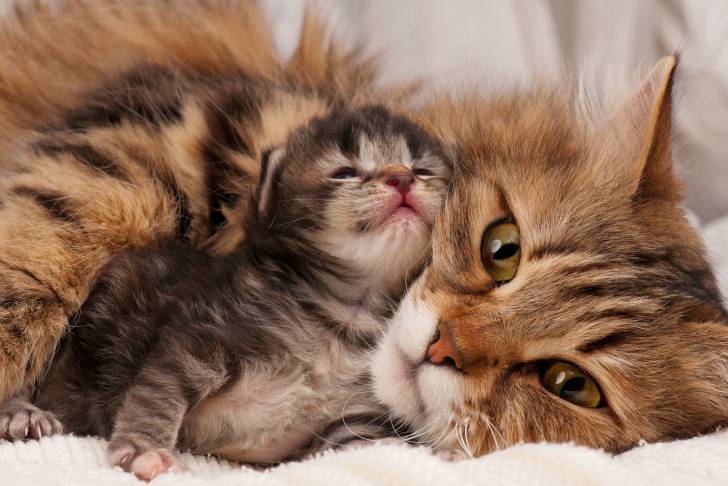 Un Sibérien allongé avec son chaton