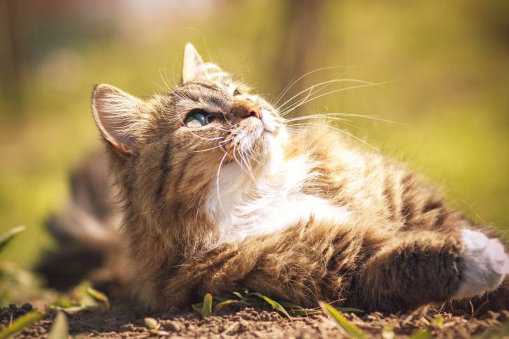 Un Sibérien allongé dans l'herbe