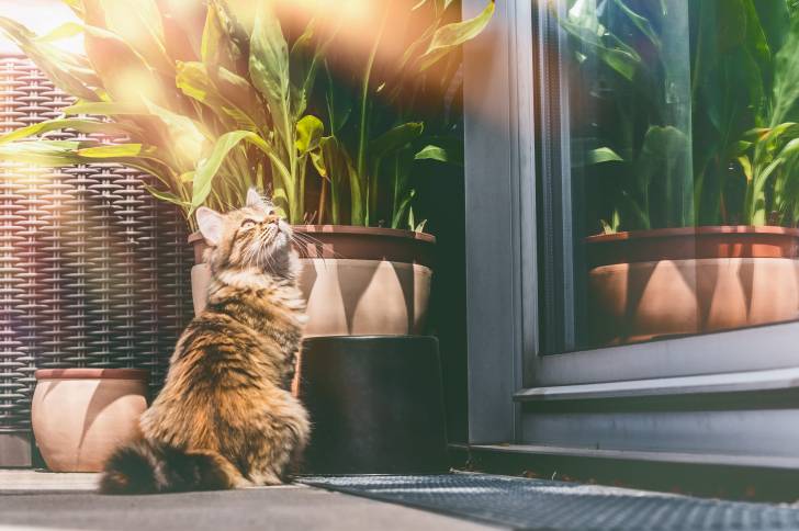 Un Sibérien en train d'attendre devant une porte de jardin