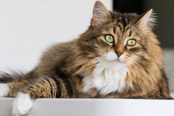 Un Sibérien allongé sur une table