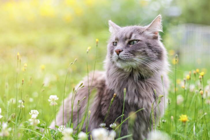 Un Sibérien assis dans un jardin