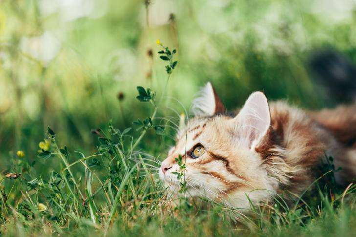 Un Sibérien allongé dans un jardin et prêt à bondir