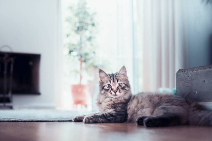 Un Sibérien allongé sur du parquet