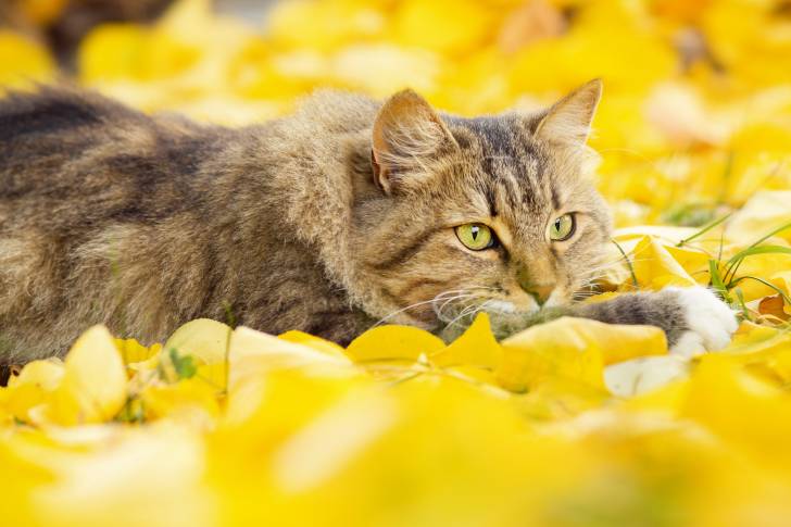 Un Sibérien allongé au milieu des feuilles d'automne