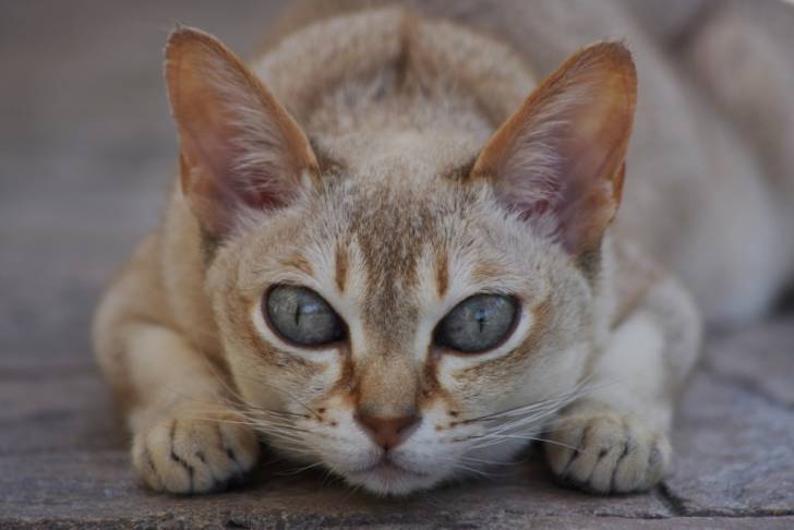 Un chat Singapura vu de près allongé sur le sol