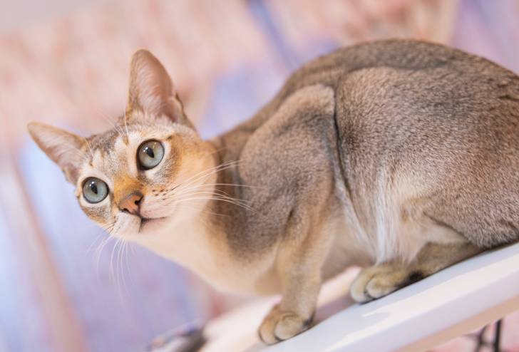 Un Singapura blanc aux yeux bleus assis sur une table