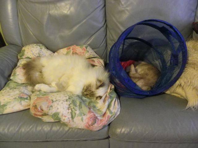 birman et somali - Somali
