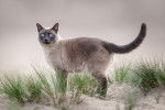 Un beau Thaï debout sur le sable d'une plage
