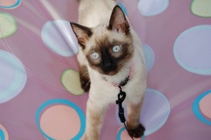 Kitty - Thaï