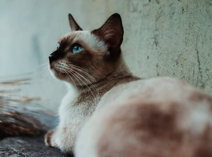 Photo Thaï