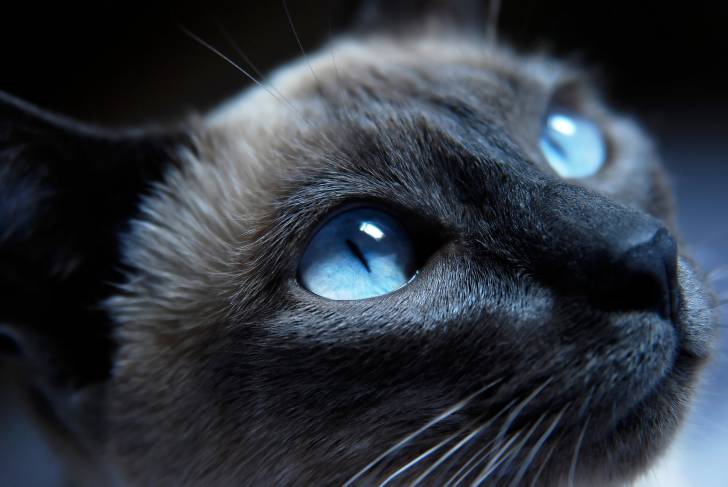 Tête d'un Siamois Thaï aux yeux bleus