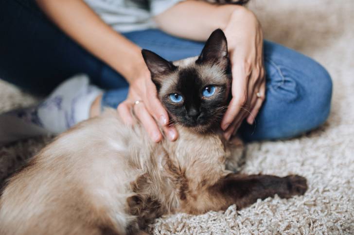 Une femme caresse son chat Thaï sur le tapis
