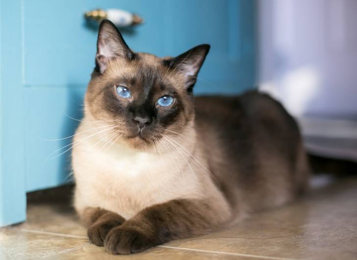 Un Siamois allongé sur le carrelage d'une maison