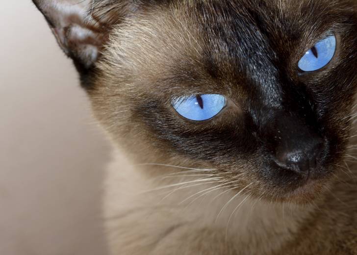 Tête d'un Siamois Thaï aux yeux bleus