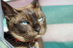 tonkinese - Tonkinois